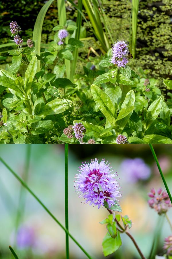 Water mint (Mentha aquatica)