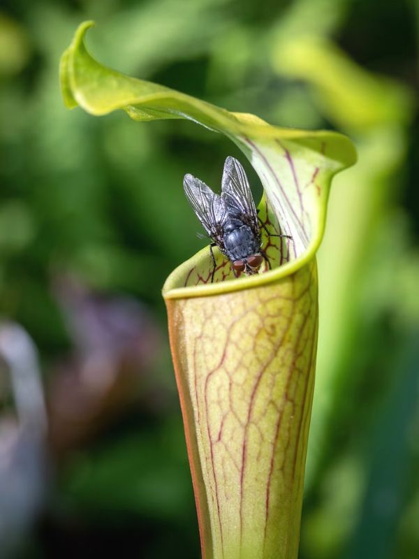 A Trumpet Pitcher plant ensnaring a fly