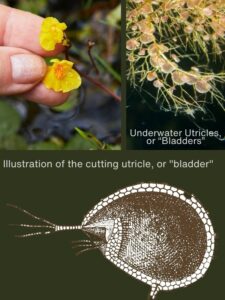 Bladderwort plant
