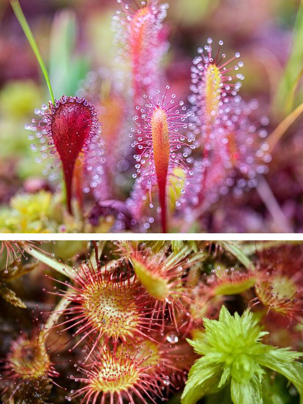 Cape Sundew plant (top) and a Paddle Leaf Sundew (bottom)