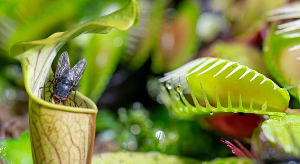 The Earth’s Most Interesting Carnivorous Plants Featured Blog Post Image