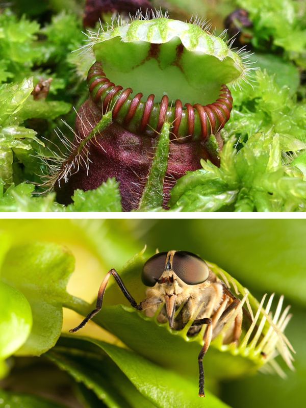 Cephalotus (top), Dionaea (bottom)