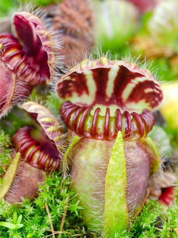 Cephalotus, the Australian Pitcher Plant