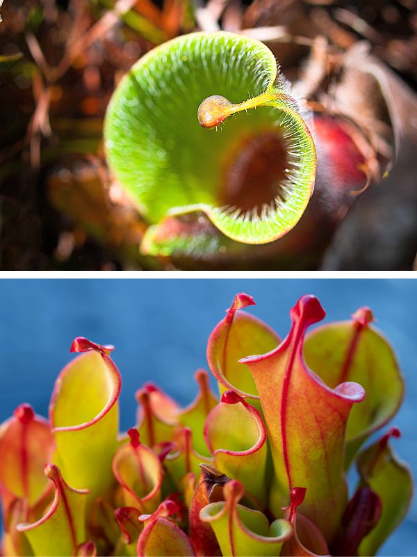 Heliamphora, Sun Pitcher plant close-up