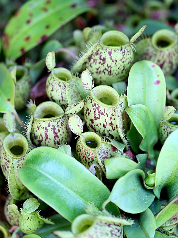 Heliamphora minor