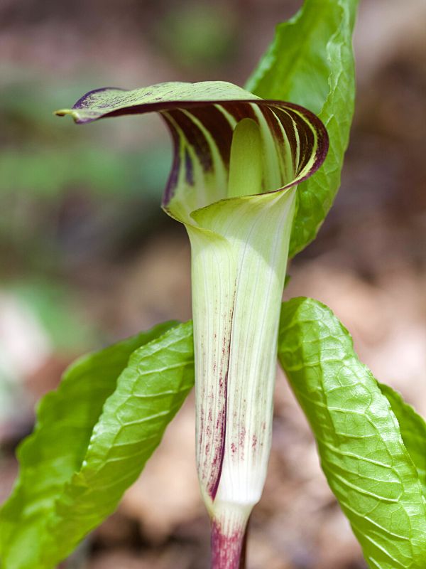 Cobra Lily, or Jack-in-the-Pulpit