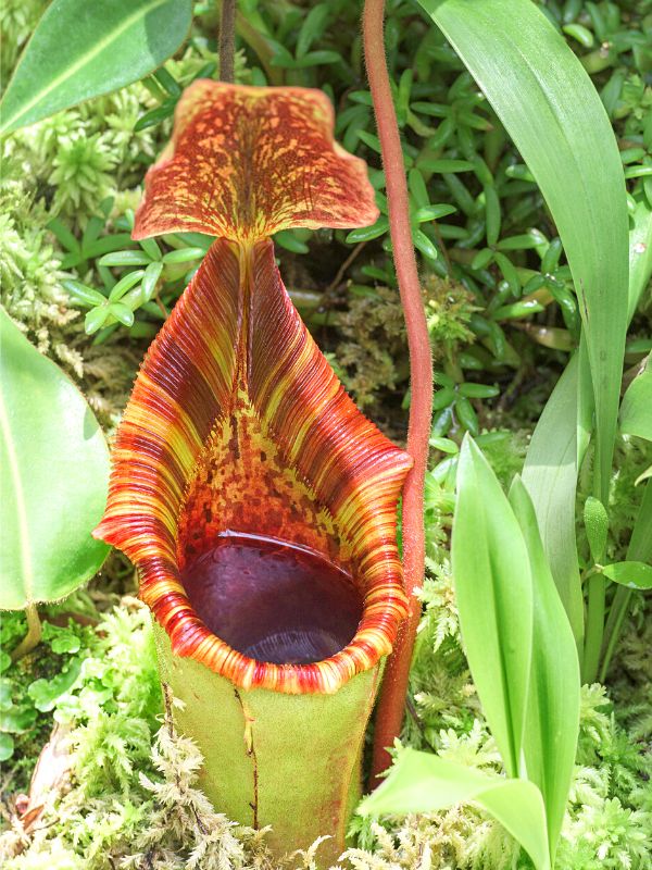 Nepenthes Rajah, the world’s largest pitcher plant