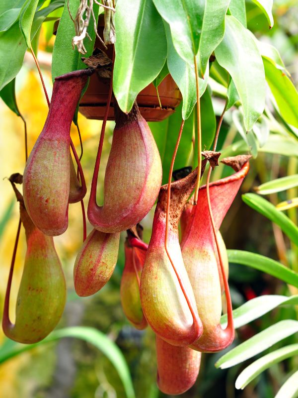 Nepenthes, the tropical pitcher plant