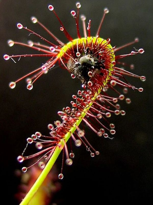 A Sundew plant ensnaring a fly