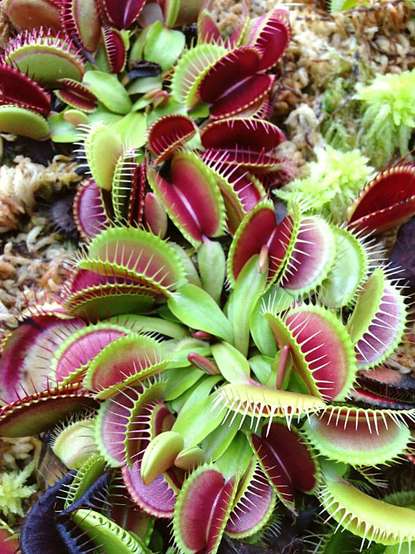 The Venus Fly Trap