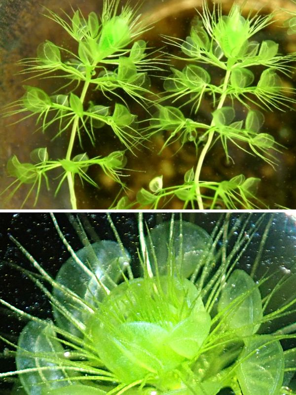 Top: The Water Wheel Plant. Bottom: Close-up view of the plant’s traps