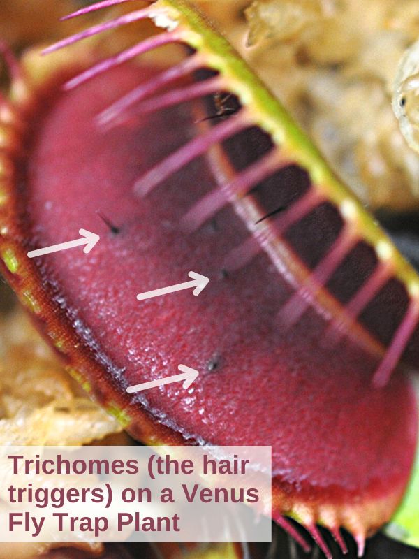 Trichomes on a Venus Fly Trap