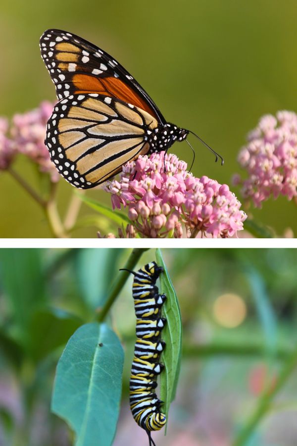 A Monarch butterfly on a milkweed plant