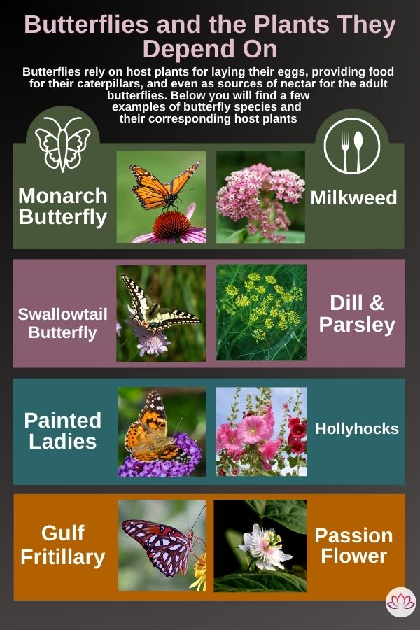 Butterflies And Their Host Plants