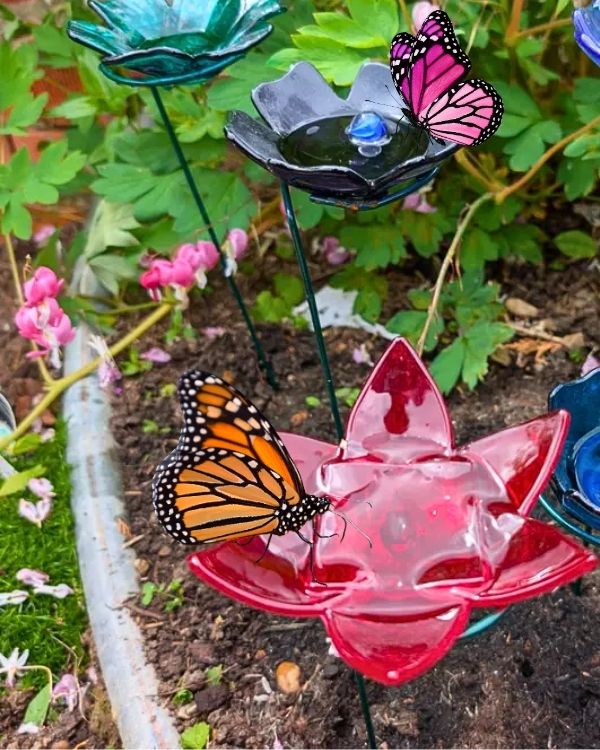 A Butterfly Puddler
