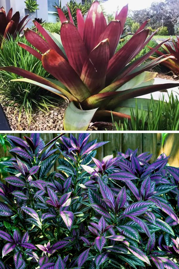 Imperial Bromeliad (top), Persian Shield (bottom)