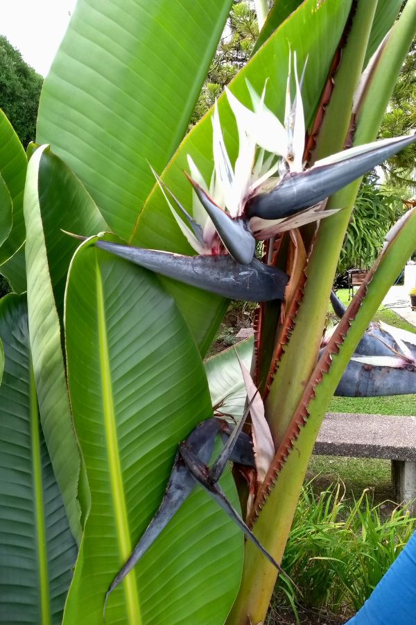 Giant Bird Of Paradise