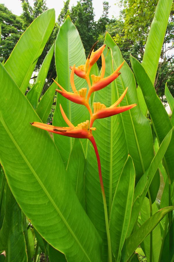 Heliconia