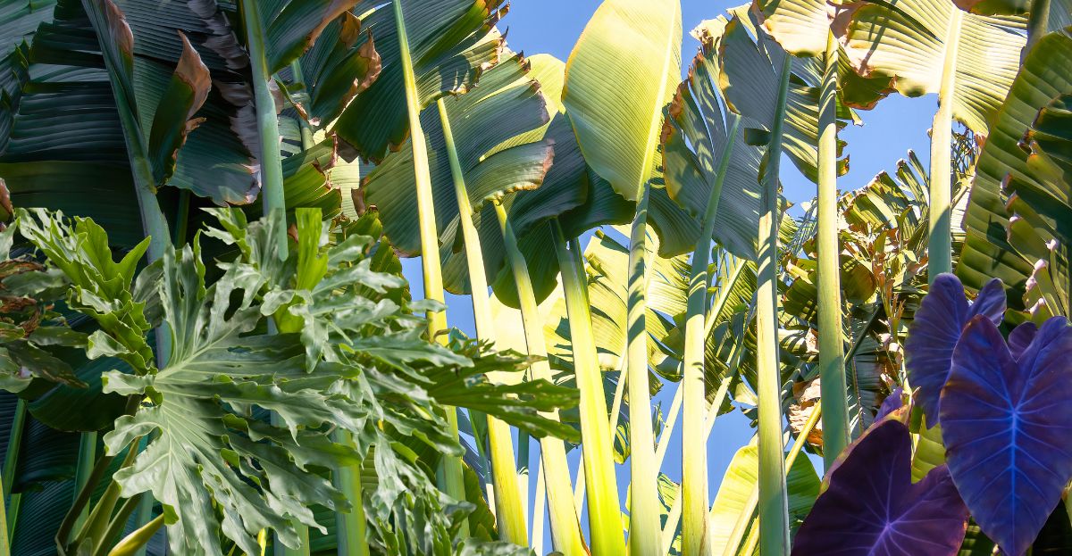 20 High Impact Large Foliage Tropical Plants - Container Water Gardens