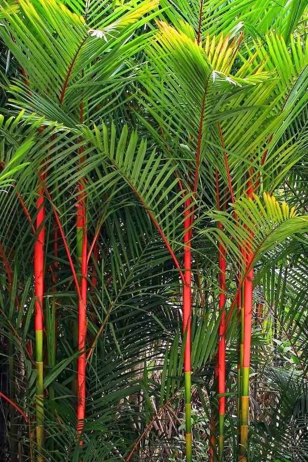 Lipstick Palm (Cyrtostachys renda)