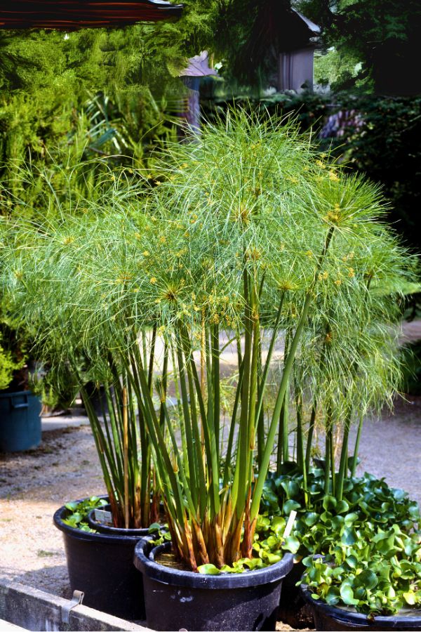 Papyrus “King Tut”