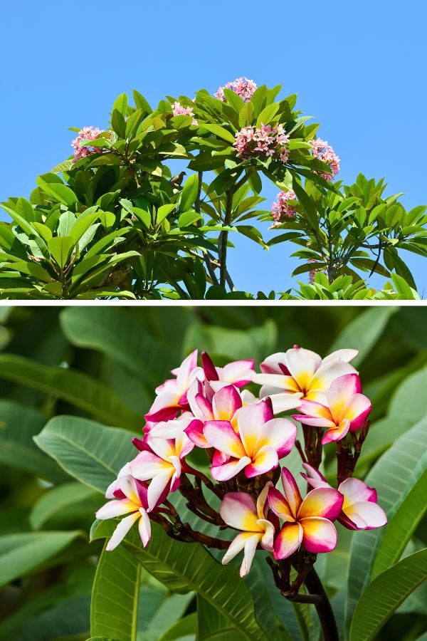 Plumeria, the Hawaiian lei flower