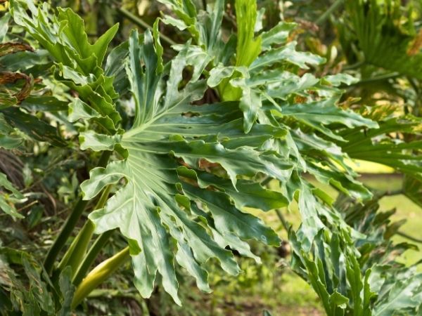 Split Leaf Philodendron (Thaumatophyllum bipinnatifidum)