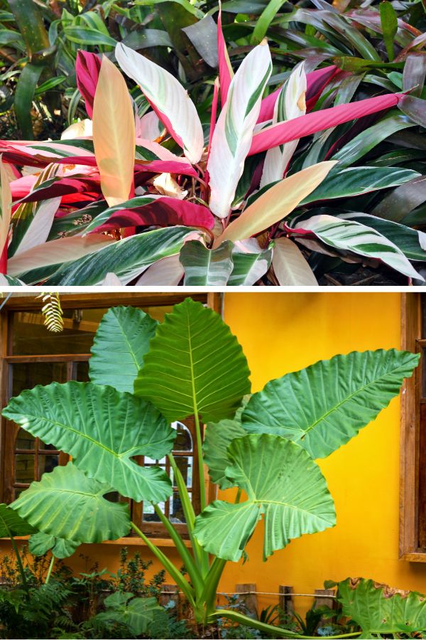 Stromanthe (top), Thailand Giant Elephant Ears (bottom)