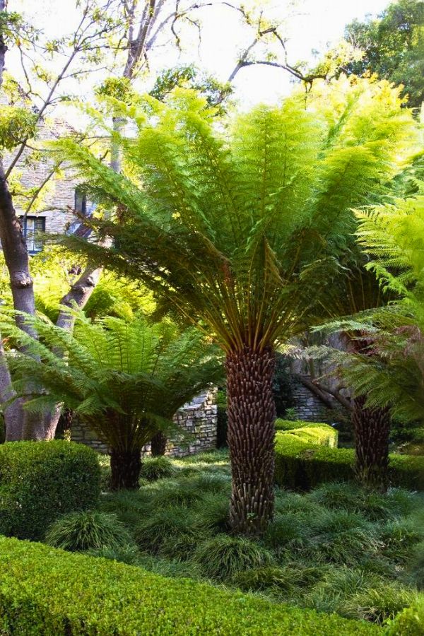 Tasmanian Tree Fern