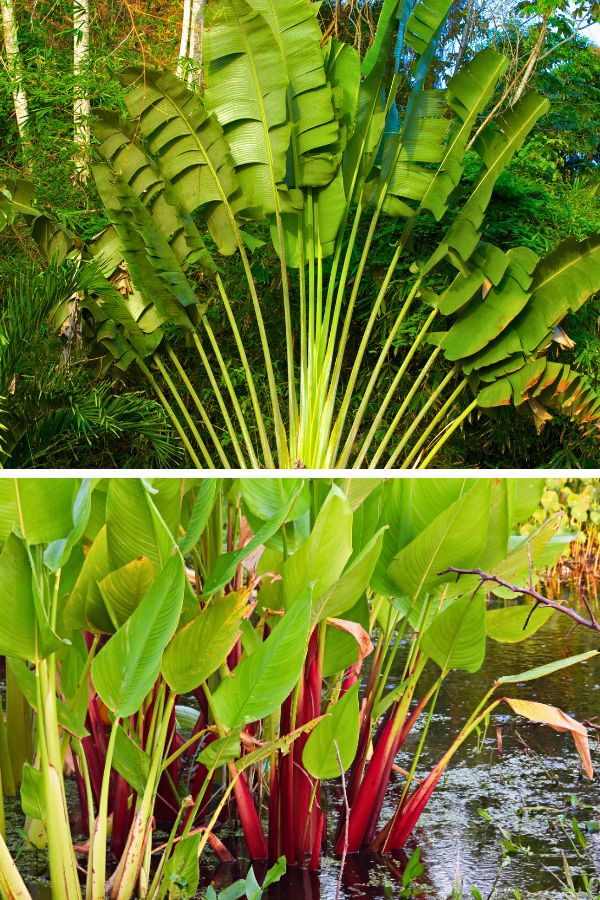 Traveler’s Palm (top), Thalia (bottom)