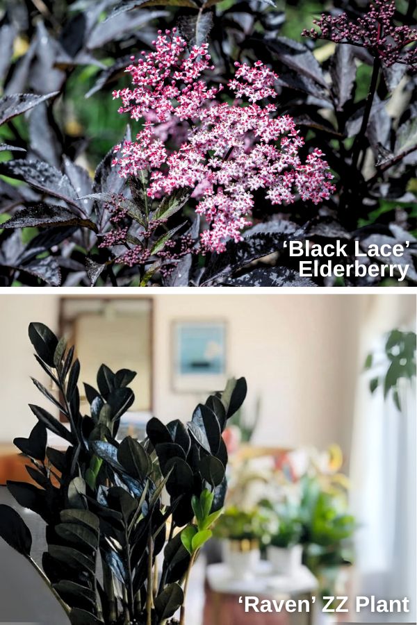 ‘Black Lace’ Elderberry (top), ZZ Plant ‘Raven’ (bottom)