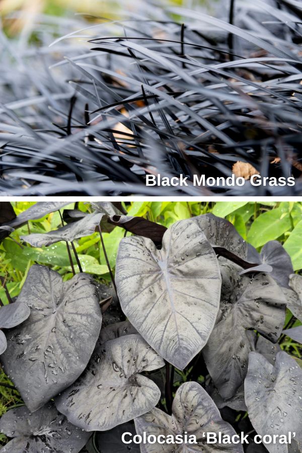 Black Mondo Grass (top), Colocasia ‘Black Coral’ (bottom)