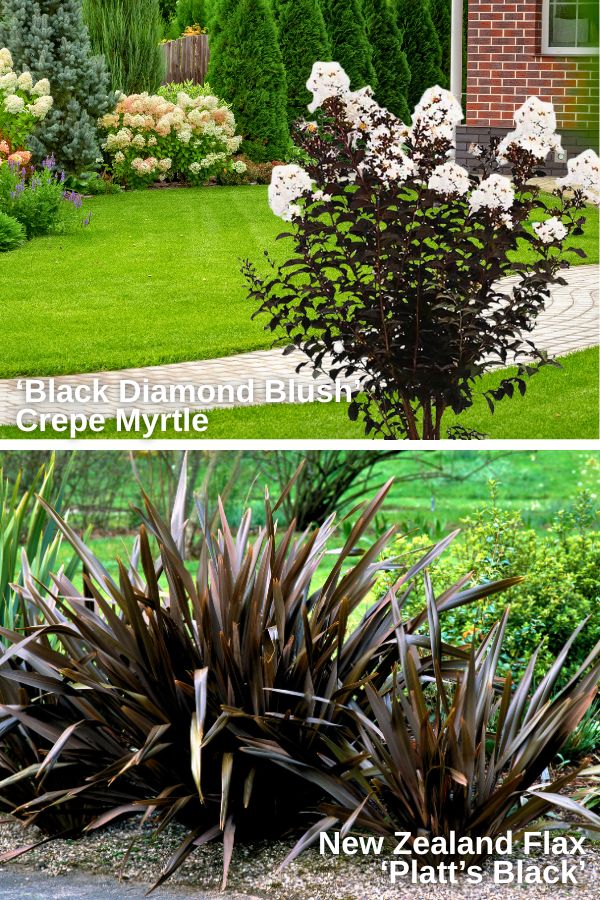 9. Black Diamond Blush Crepe Myrtle
Zone: 6-10

Light: Full sun

The foliage is a distinctive black or deep purple-black with frilly pink flowers, maintaining its leaf color throughout the growing season.
10. (Nearly) Black New Zealand Flax
Zone: 8-11

Light: Full sun

Phormium 'Platt's Black' is a striking evergreen perennial known for its dark foliage and architectural presence.
