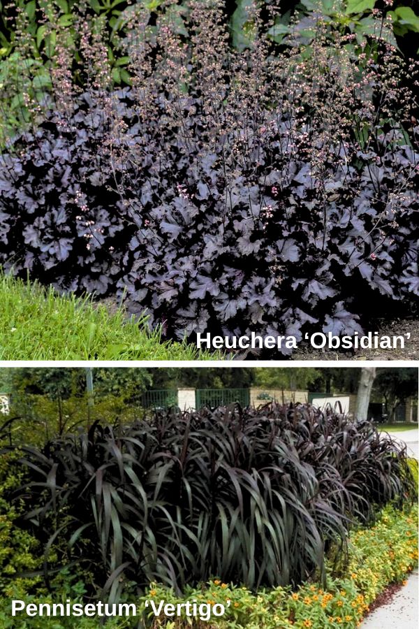 Heuchera ‘Obsidian’ (top), Pennisetum ‘Vertigo’ (bottom)