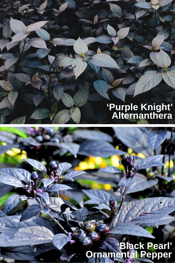 Alternathera ‘Purple Knight’ (top), Ornamental Pepper ‘Black Pearl’ (bottom)