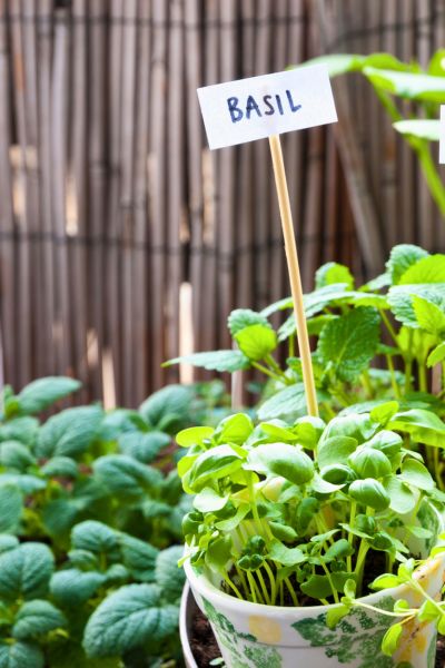 Compact basil plant growing in a tea cup