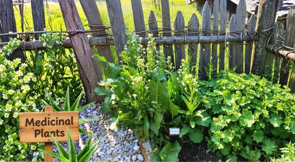 Easy medicinal plants for small gardens and containers