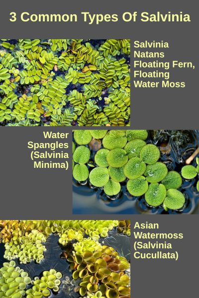 3 Common Types Of Salvinia