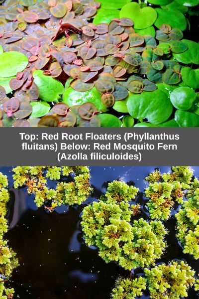 Red Root Floaters and Red Mosquito Fern