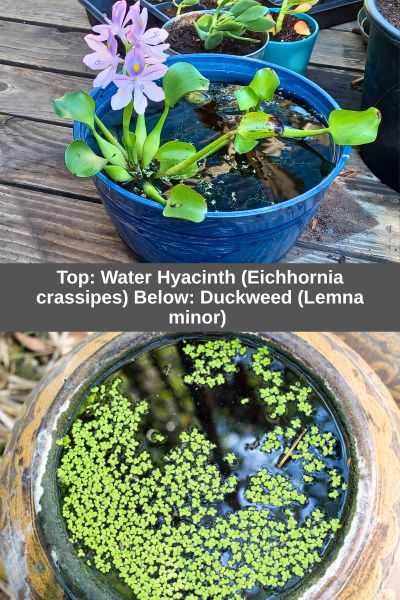 Water hyacinth and Duckweed