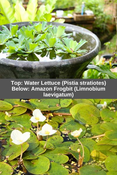 Water lettuce and Amazon frogbit